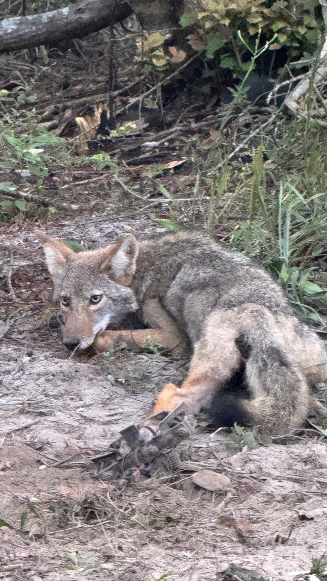 Coyote caught in a foothold set on the ranch.