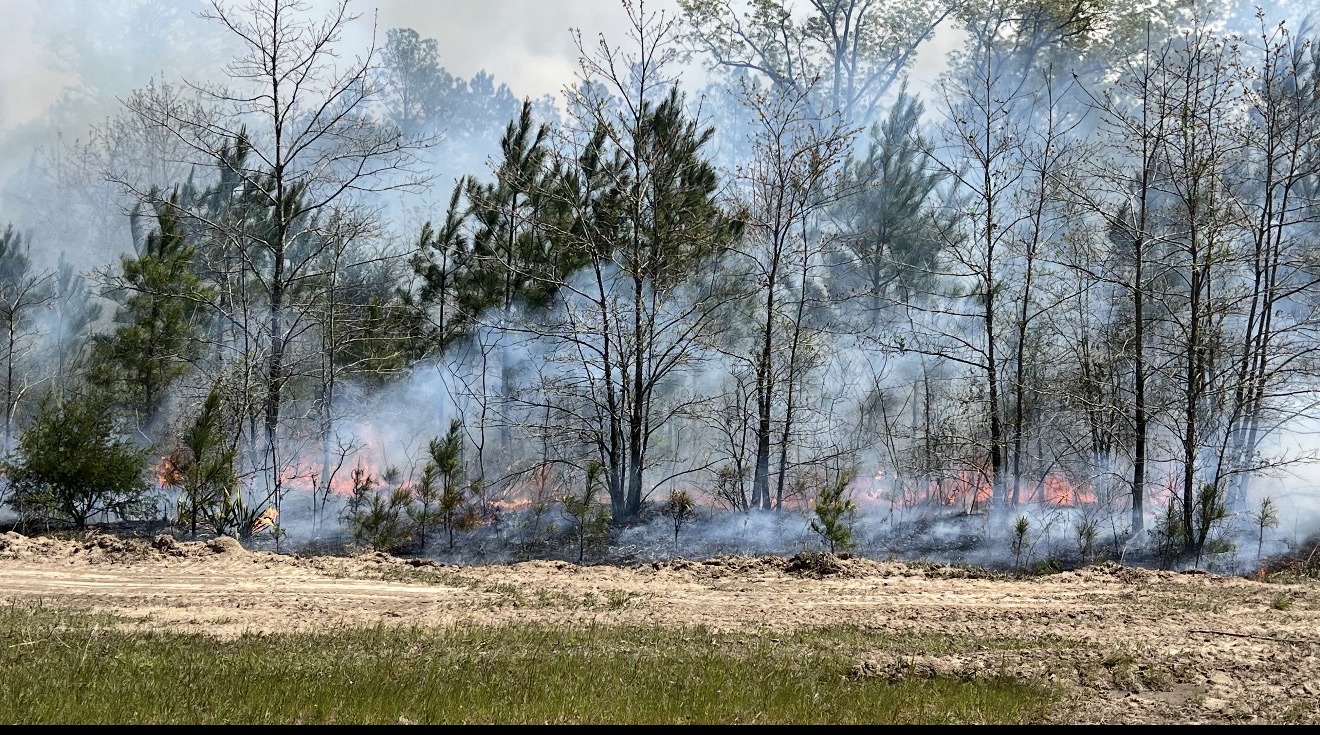 Prescribed burn moving through the timber and young pines.