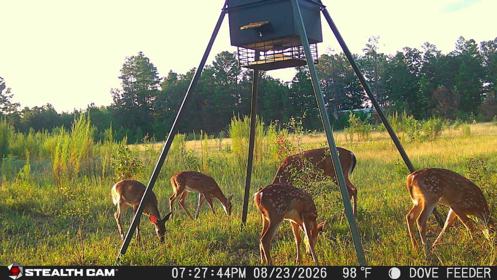 Ground opened up and planted for wildlife.