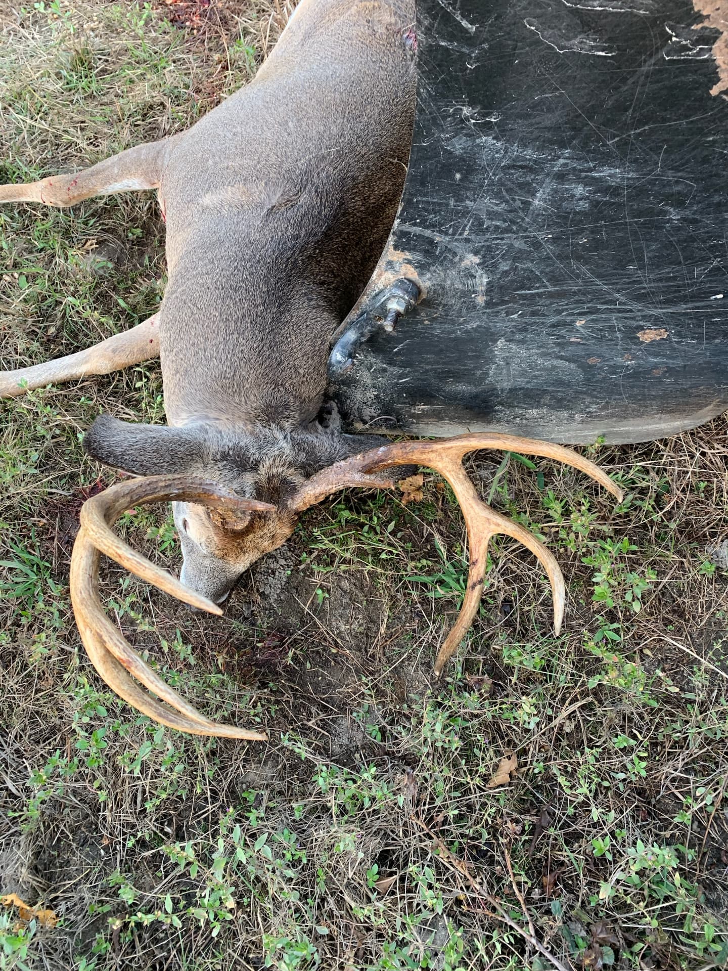Whitetail buck taken at the ranch