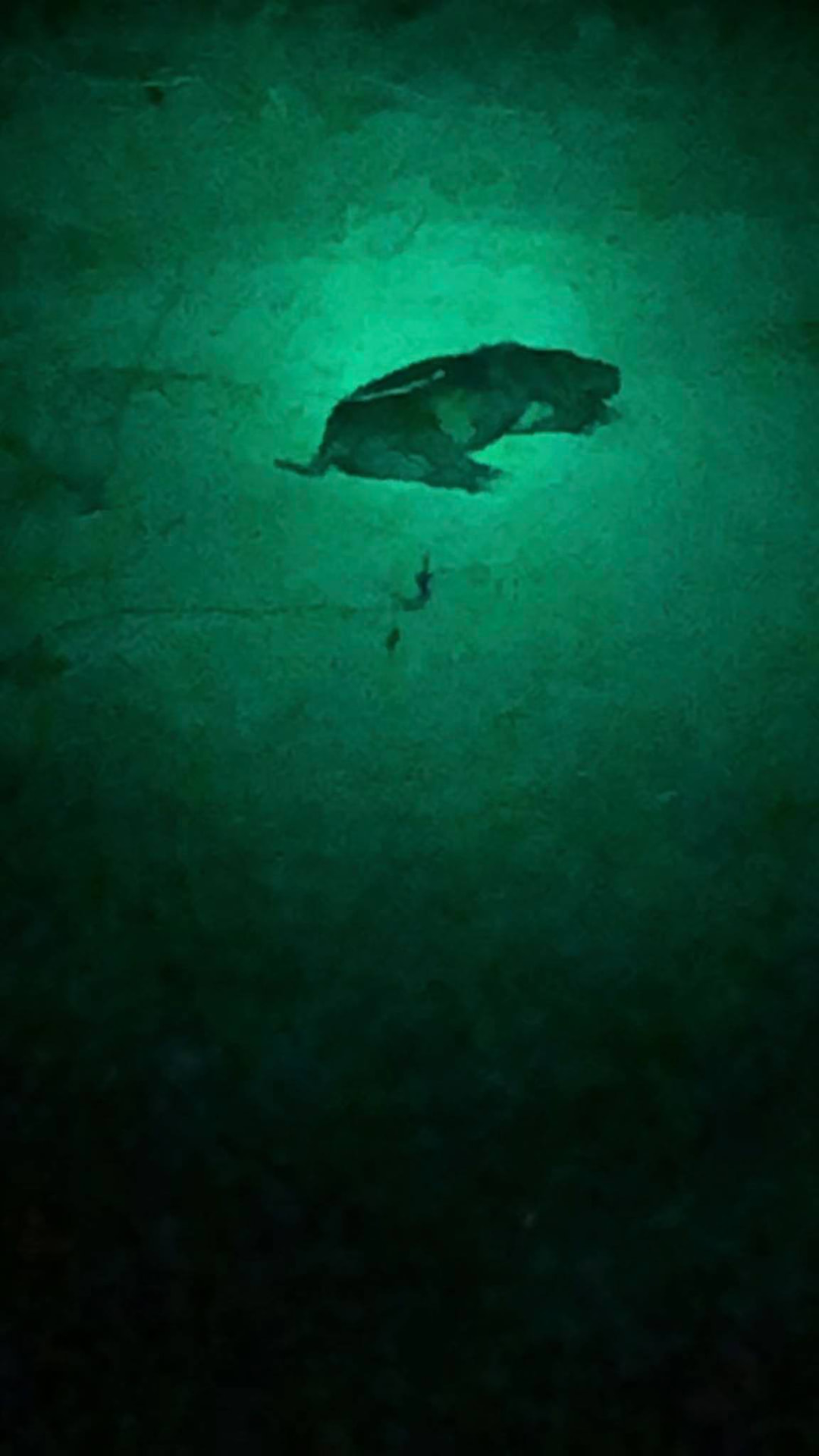 Thermal image of a hog taken after dark.