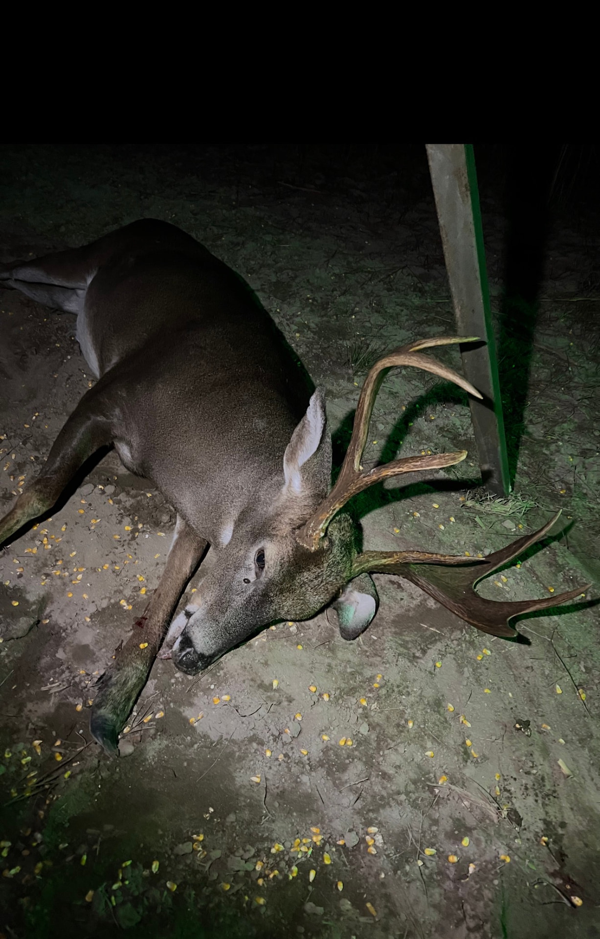Big buck down.