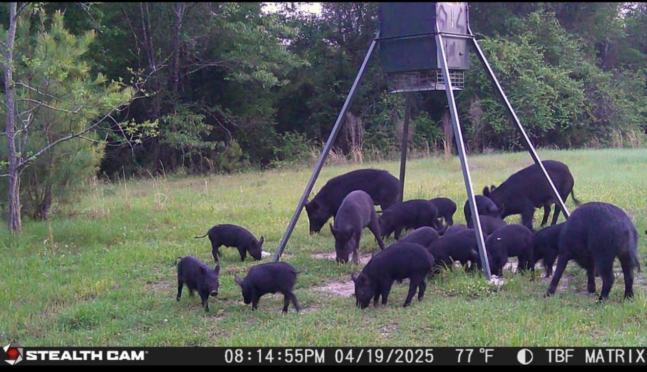Trail camera photo of hogs under the feeder.