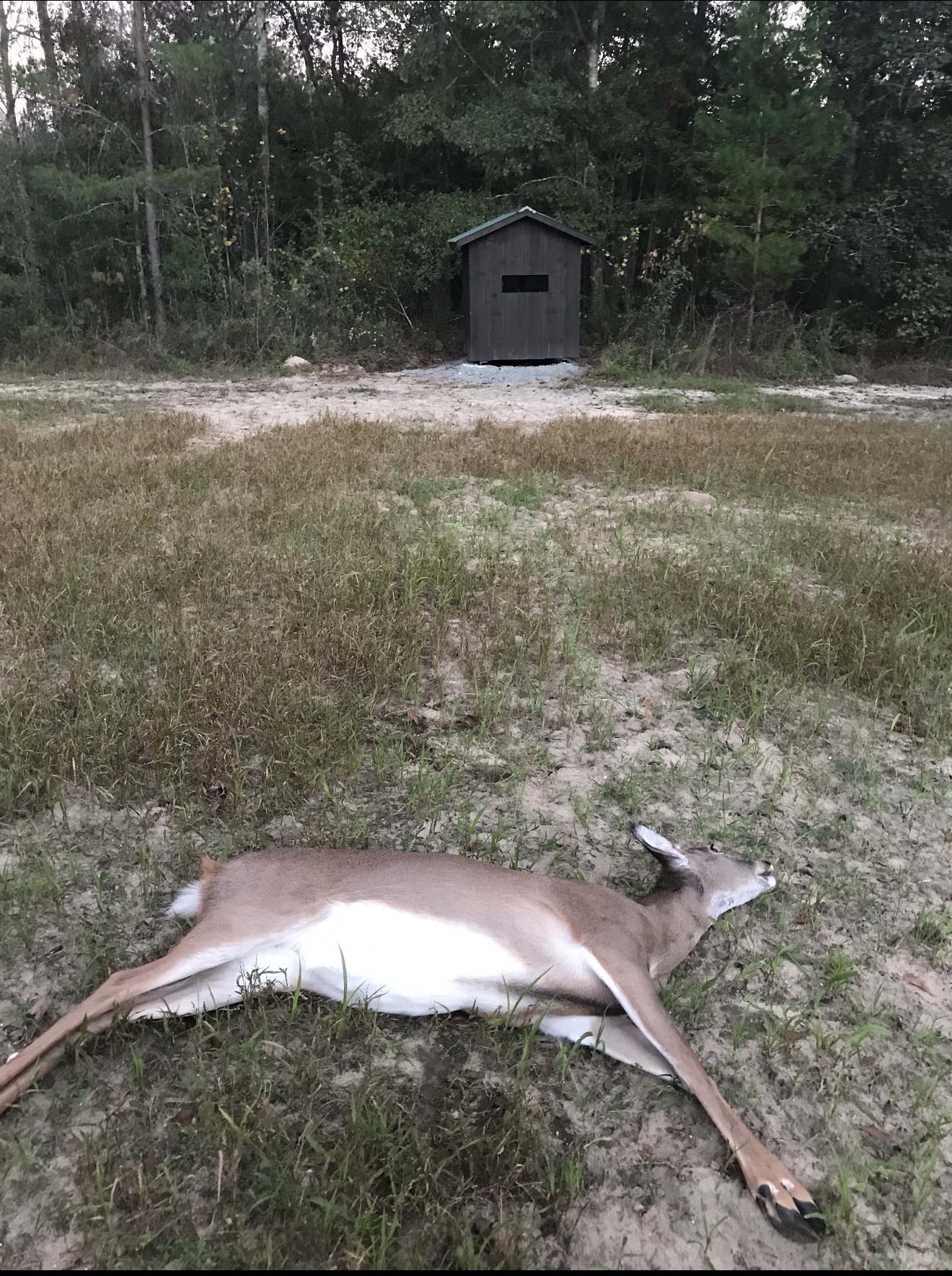Big doe down in the bee field.