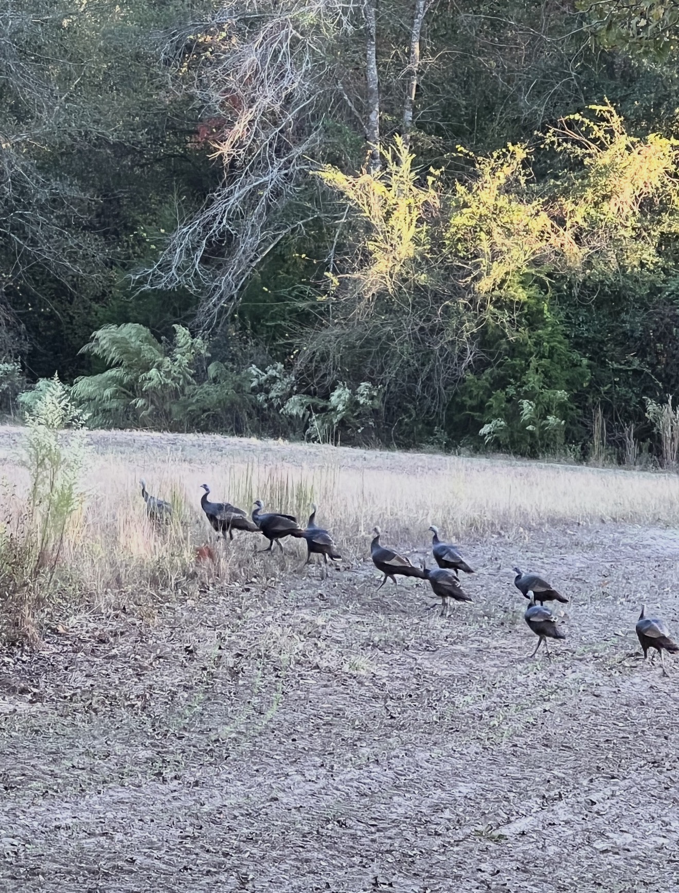 Flock of turkeys along the field edge.