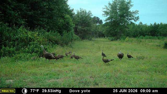 Trail camera photo from the plot cameras.