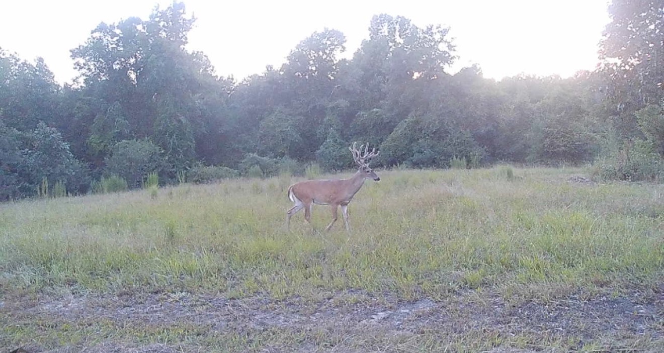 Massive Sept 2026 13-point in velvet. A target for any hunter.