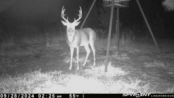 Buck facing the camera at the lick.