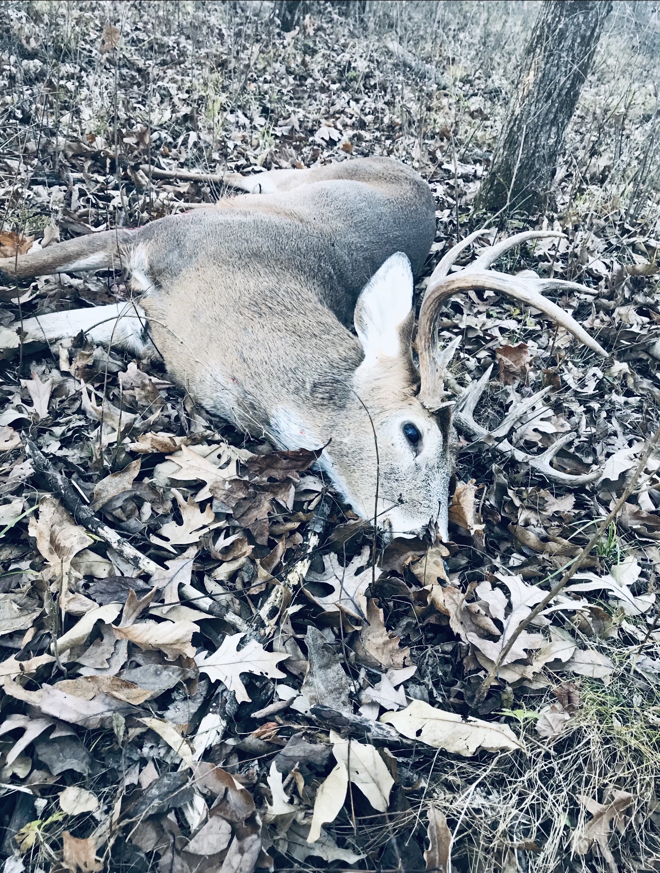 Whitetail buck taken on the ranch.