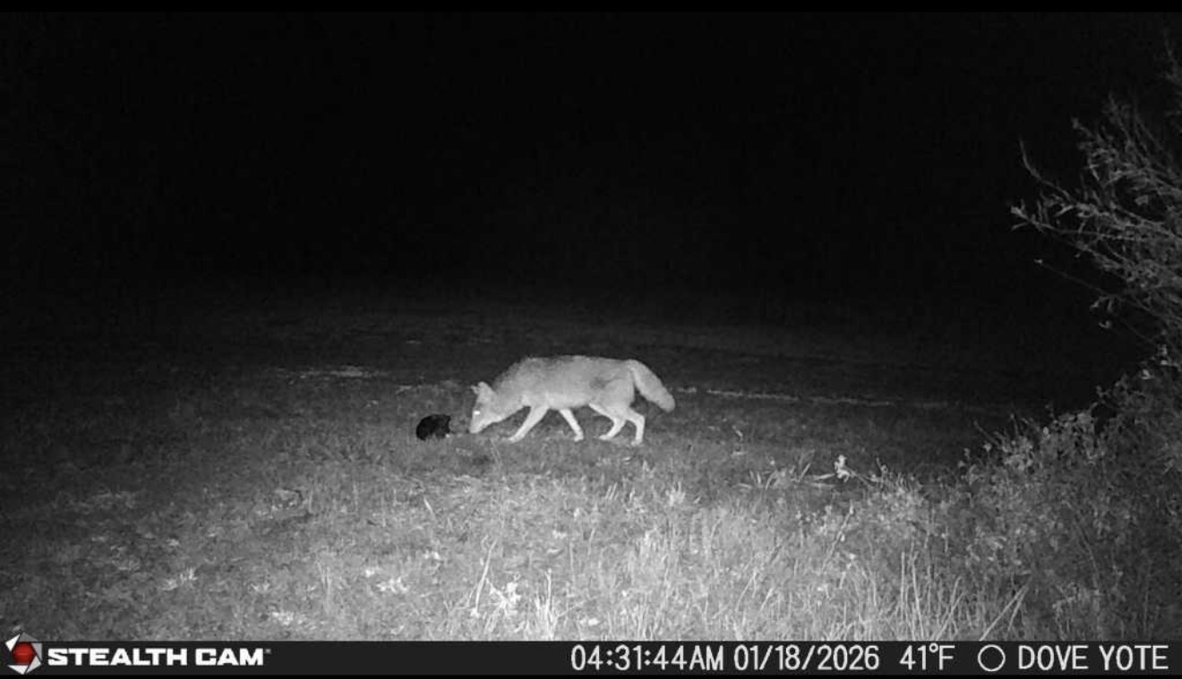 Male coyote so close to the set but we missed him.