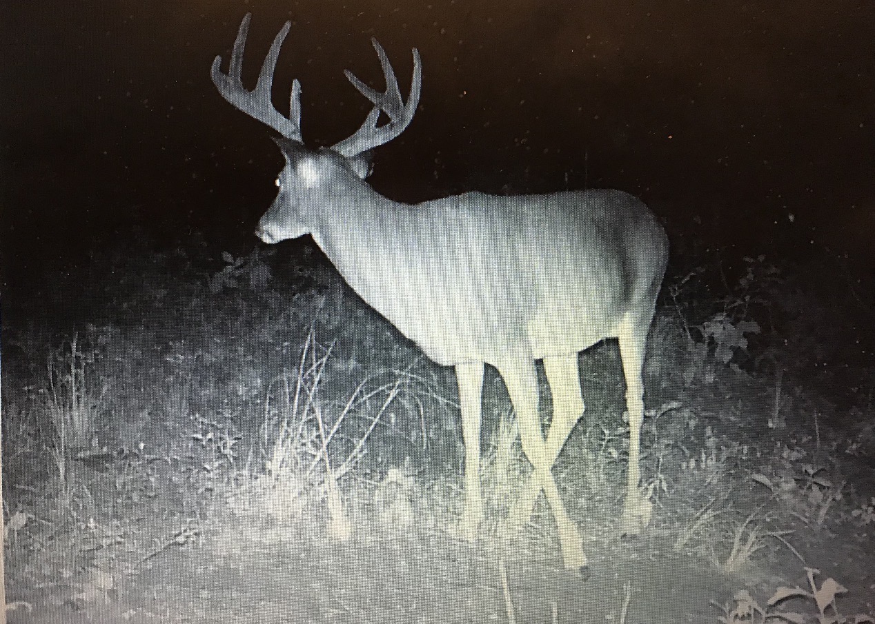 Angle Brow, the TBF breeder, in his velvet prime.